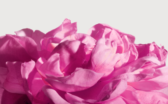 Matiere Premiere Radical Rose Extdp
